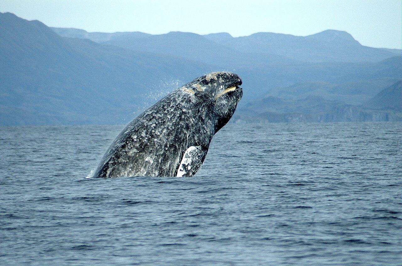 Underwater view of the dive site Grey Whale Migration in Mexico